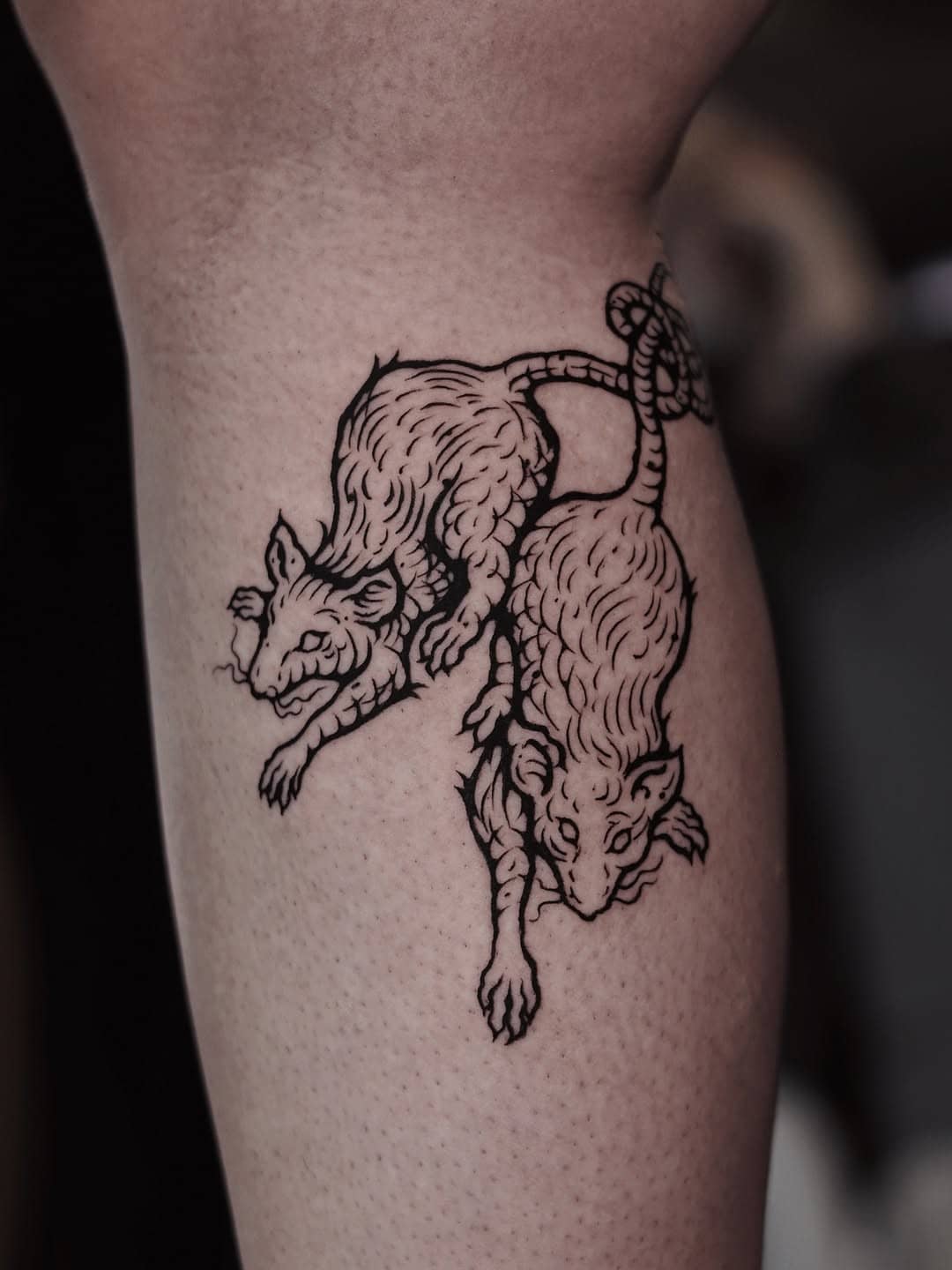Tatuaż dwóch szczurów w linorytowym stylu na nodze.
